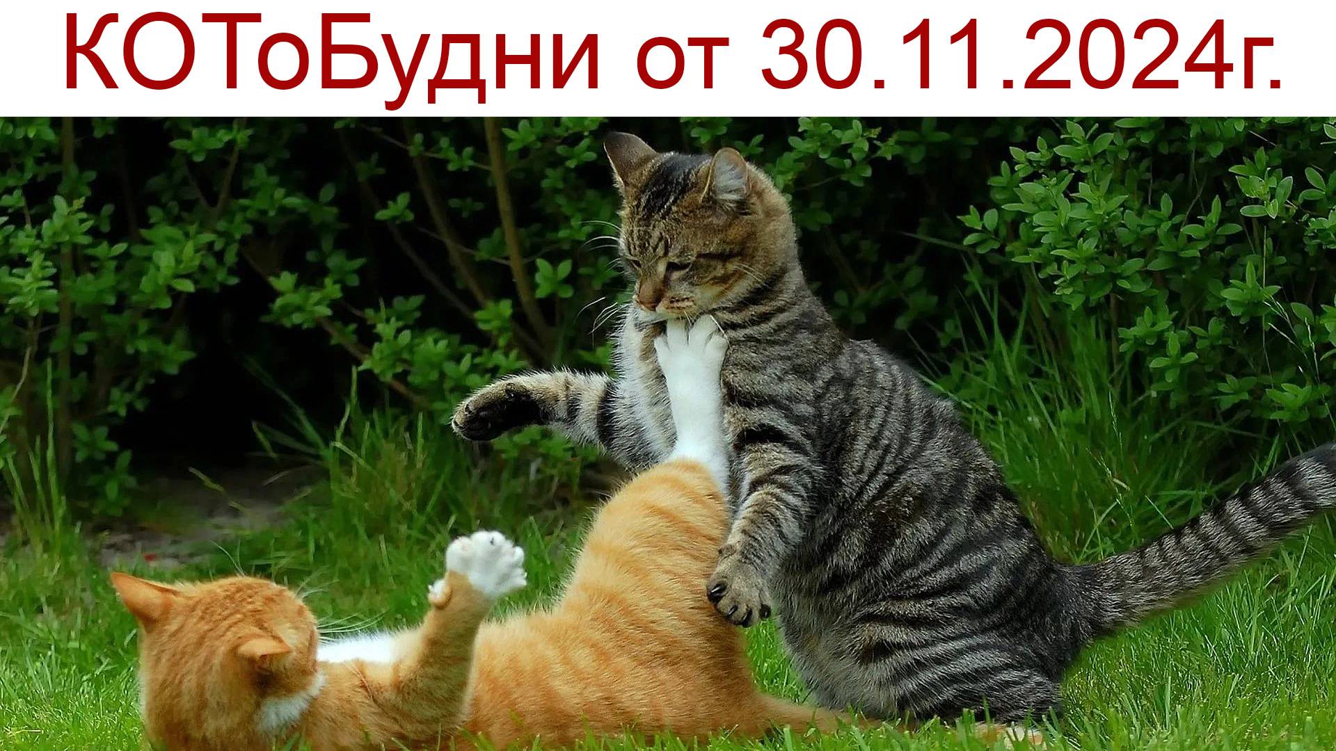 КОТоДраки или КОТоБудни в последний день осени 2024 г. смотреть онлайн