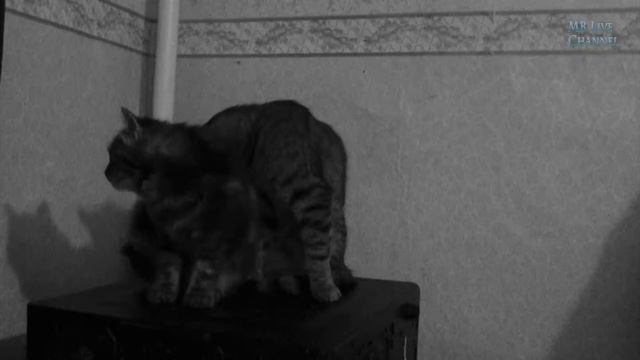 Кошачья Любовь: Памяти Серого(2015-?) и Питунии(2016-2024). смотреть онлайн