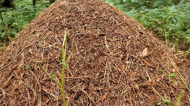 [Natalex] Зеркалка, лес статичная картинка... смотреть онлайн