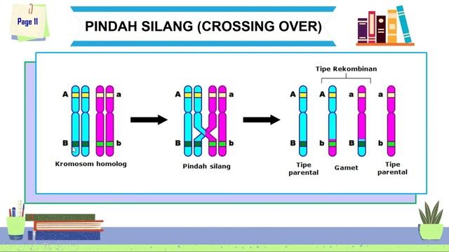 PAUTAN DAN PINDAH SILANG SMA KELAS 12/GENETIKA SMA KELAS 12/MATERI BIOLOGI SMA KELAS 12 смотреть онлайн