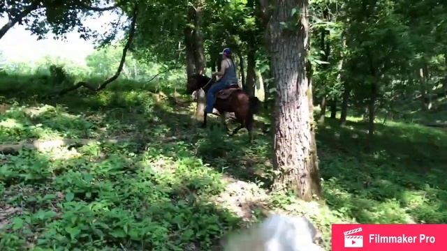 Dolly bay pony mare for sale смотреть онлайн