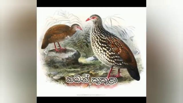Endemic Birds of Sri Lanka смотреть онлайн