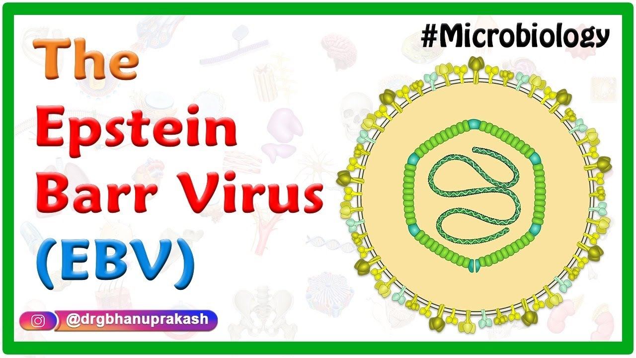Epstein-Barr virus (EBV) : Quick review Microbiology - USMLE Step 1 смотреть онлайн