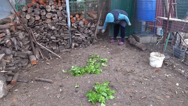Вино в Сибирь 🍇Делаем гнезда для молодок🐔 Отпуск племяшки закончился🌴 Остров Самет и домой🤳🤸 смотреть онлайн