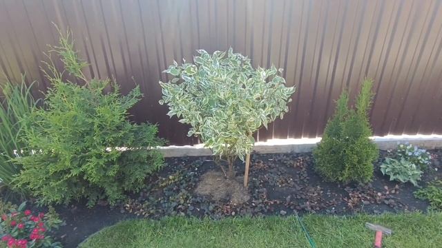 ФОРМИРУЮ ДЁРЕН(ы), шар на ножках/ первая СТРИЖКА ТУЙ (Брабант). смотреть онлайн