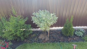 ФОРМИРУЮ ДЁРЕН(ы), шар на ножках/ первая СТРИЖКА ТУЙ (Брабант).