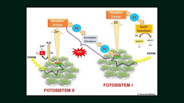 Anabolisme Fotosintesis смотреть онлайн