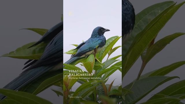 Visayan Balicassiao #wildlifephotography #birdphotography #birdwatching #philippinebirds #wildlife смотреть онлайн