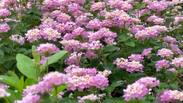 Lantana camara смотреть онлайн