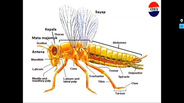 PHILUM ARTHROPODA 2 смотреть онлайн