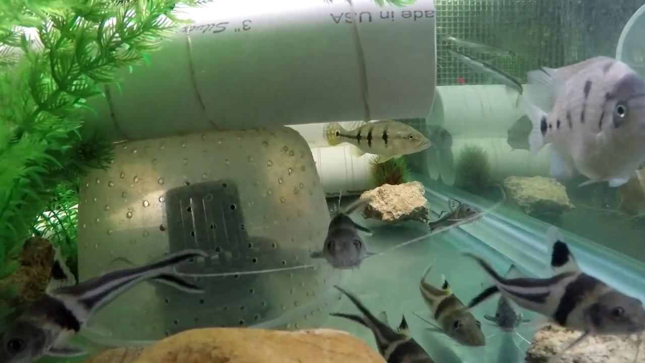 Twelve Pimelodus ornatus, 6 in each tank, 4"-6", ~1-2 years old, 240 gal, 12-21-2017 смотреть онлайн