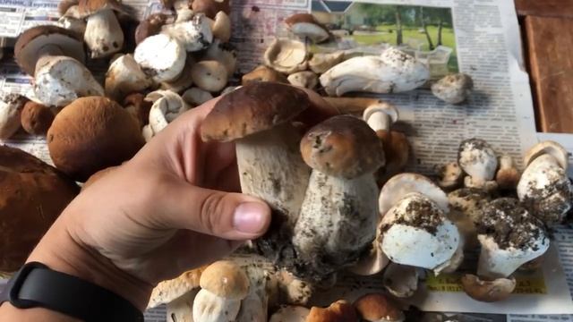 ВЛОГ/ За грибами 🍄. смотреть онлайн