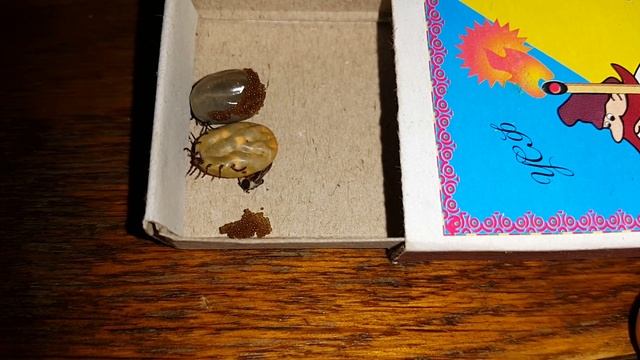 [Natalex] Клещиная икра... смотреть онлайн