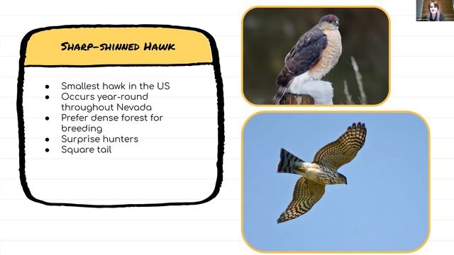 Nevada Nature Blitz: Birds of Prey ID смотреть онлайн