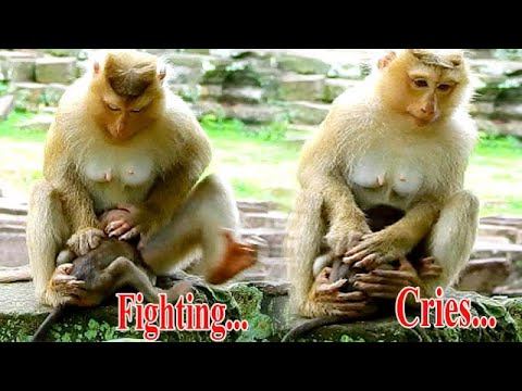 FIND OUT REASON..WHY MOM ROSE FIGHTING BABY REX LIKE THIS, REX CRYING LOUDLY смотреть онлайн