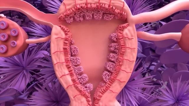 Менустрация циклі. Эстроген және прогестерон гормондарының рөлі. 9-сынып