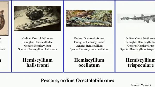Pescare, ordine Orectolobiformes orectolobus chiloscyllium hemiscyllium fish japonicus ornatus смотреть онлайн