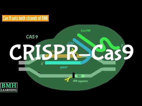 CRISPR-Cas9 | CRISPR Assay | How CRISPR-Cas9 Works ?