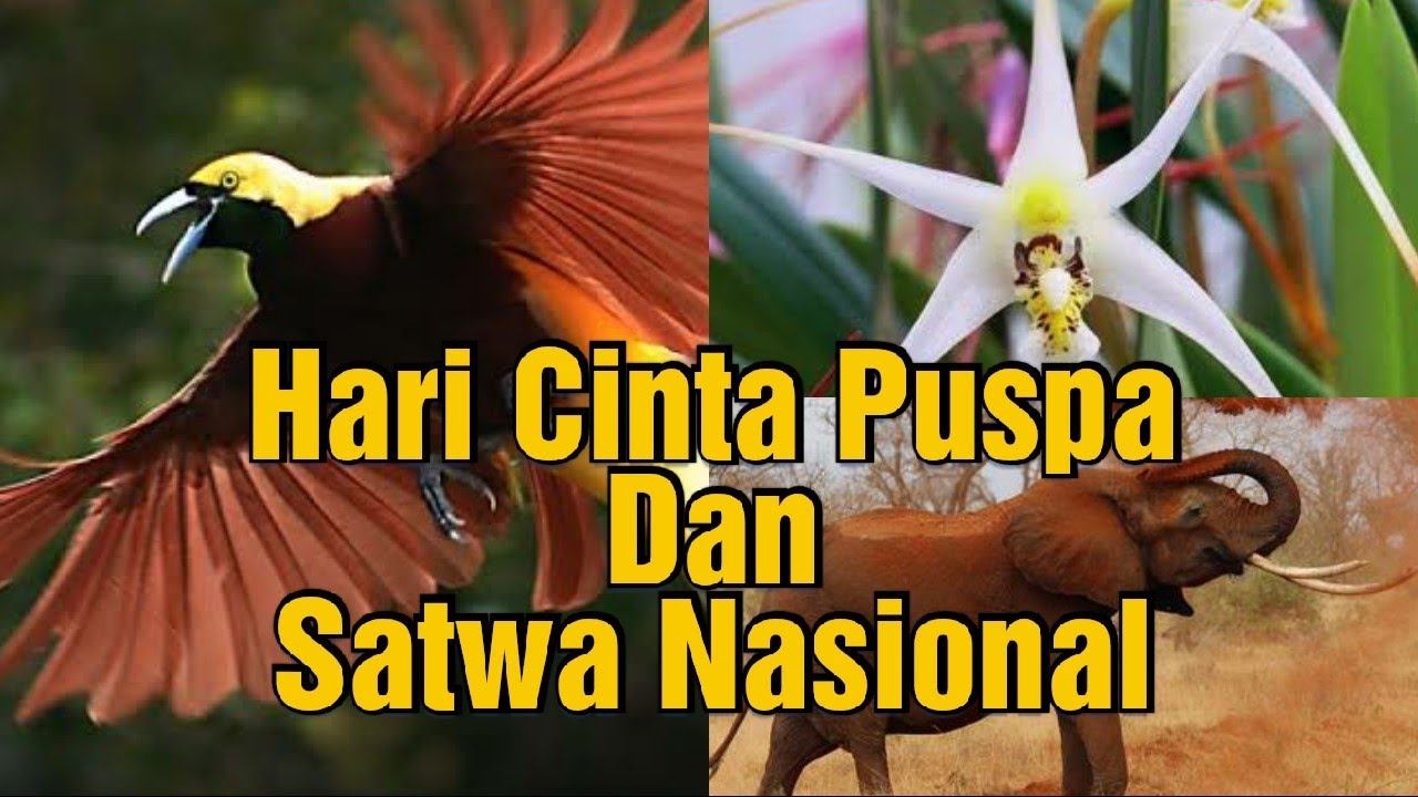 Flora Dan Fauna || Indonesia Tengah || Indonesia Barat || Indonesia Timur смотреть онлайн