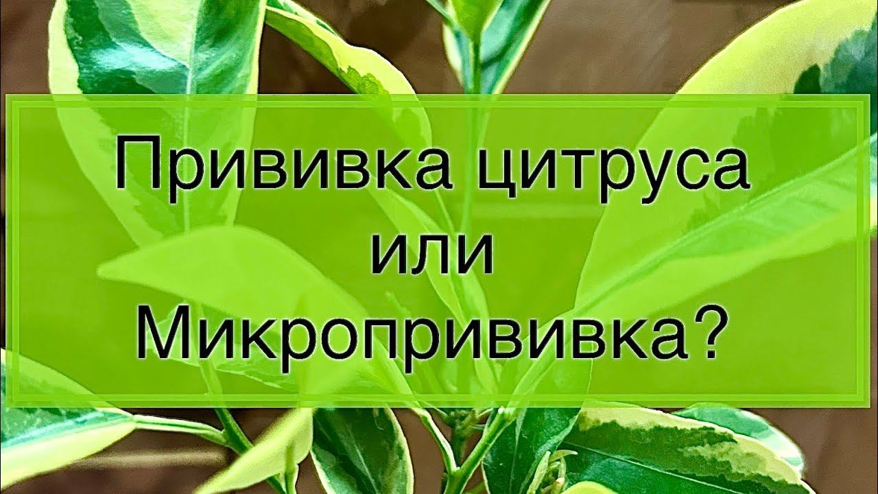 Прививка на очень молодой подвой - мой результат. смотреть онлайн