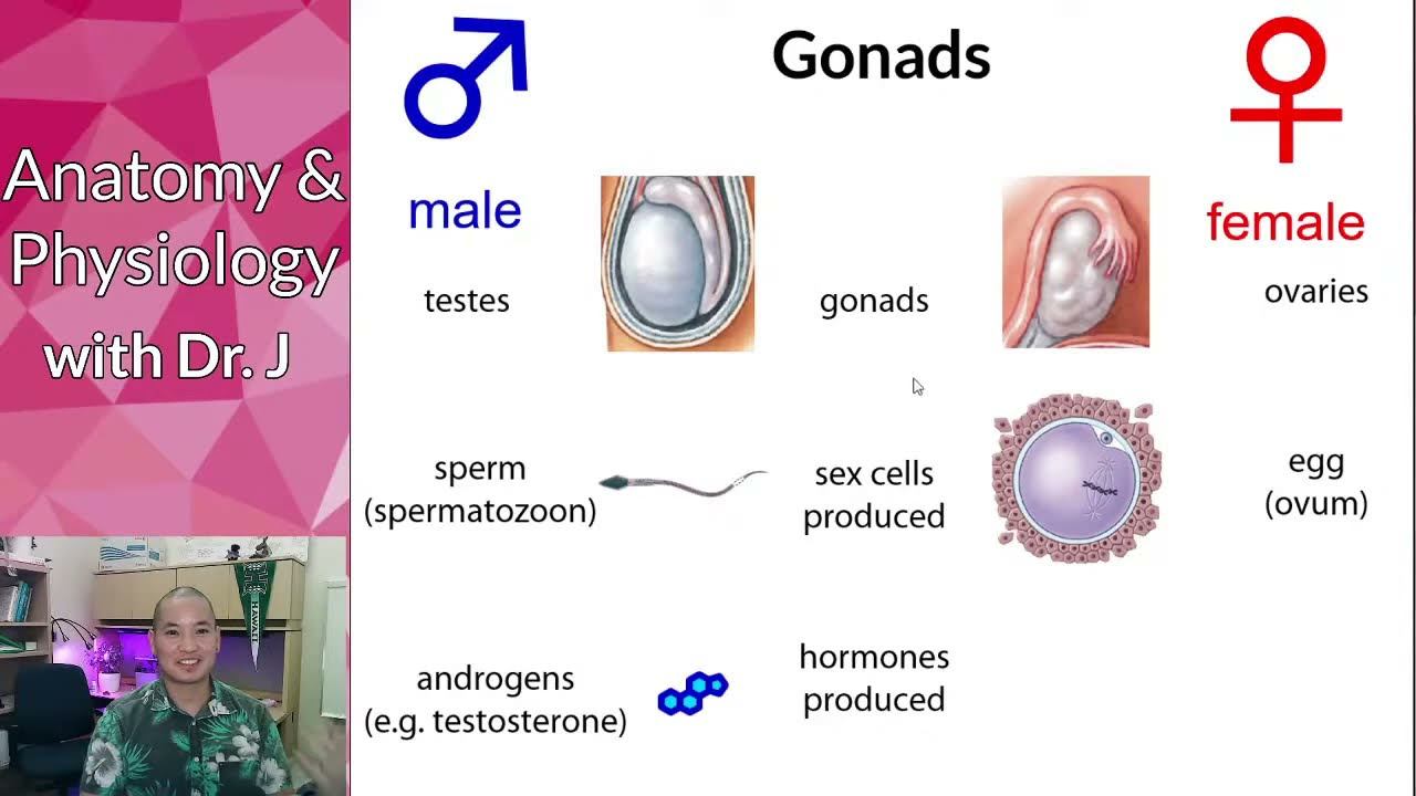 PHYL 142 | Reproductive (Female) | Urinary Tract Infections (UTIs) смотреть онлайн