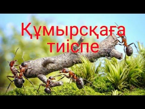 Салт-дәстүр сөйлейді . Аудиокітап. Оқыған Нағима Сәдірқызы смотреть онлайн