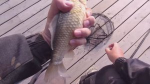 ЛОВЛЯ КАРАСЯ НА ПОПЛАВОК. КАРАСИ ВЫКЛАДЫВАЮТ ПОПЛАВОК, ПОДНИМАЮТ И ТОЩАТ В КАМЫШ