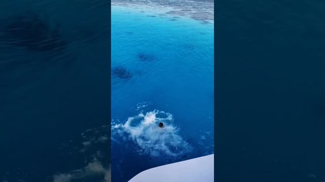 🐚🌊 Открытое море🐚🌊 Египет смотреть онлайн