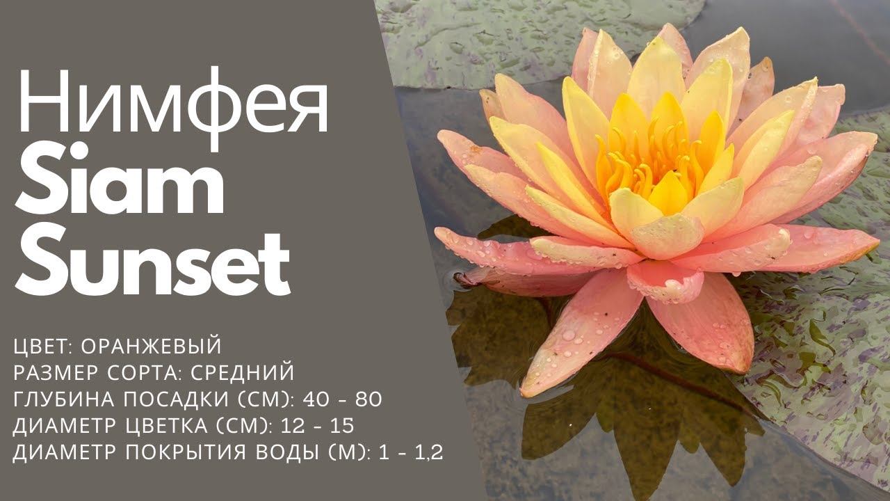 Нимфея Siam Sunset смотреть онлайн