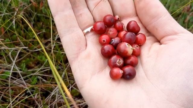 Сбор клюквы, черноплодка. Болотный ящер. смотреть онлайн