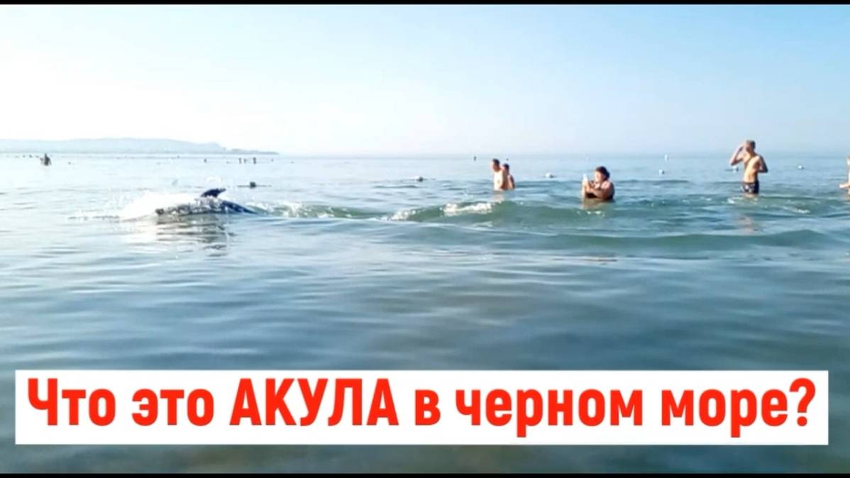 ЧТО ЭТО АКУЛА В ЧЕРНОМ МОРЕ смотреть онлайн