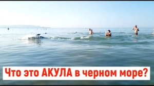 ЧТО ЭТО АКУЛА В ЧЕРНОМ МОРЕ