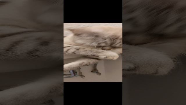 22.05.2023 Шлёпа умывается смотреть онлайн