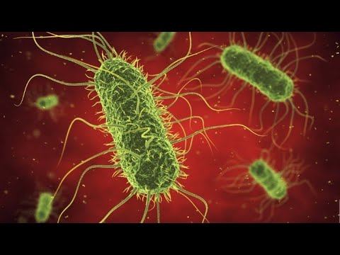 Widal test||Antigen & Antibodies Reaction||Agglutination||Under microscope. смотреть онлайн