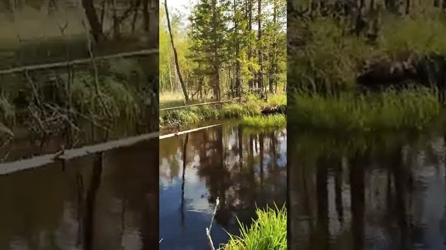 Что водится в этой дикой речке? #shorts