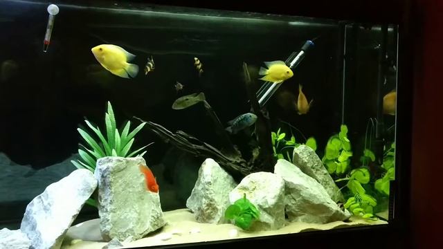 Chemi Pure Blue Filter Media Review (UK) 100 US gallon Cichlid Aquarium - Crystal Clear Water смотреть онлайн