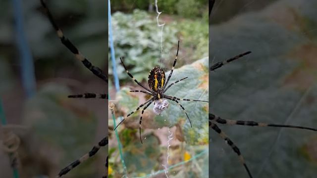 [Natalex] Стрёмный паук #shorts... смотреть онлайн