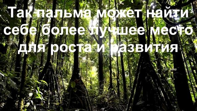 ЭНТЫ в реальной жизни или ходячие пальмы джунглей Амазонки