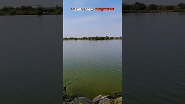 РЫБА ПОЙМАНА! 🎣🐟 #рыбалка #удачнаярыбалка #ловлякарася смотреть онлайн