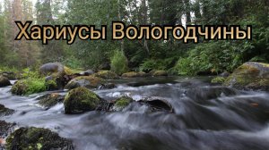 Рыбалка на хариуса в Вологодской области. Август 2024г. Водометные истории