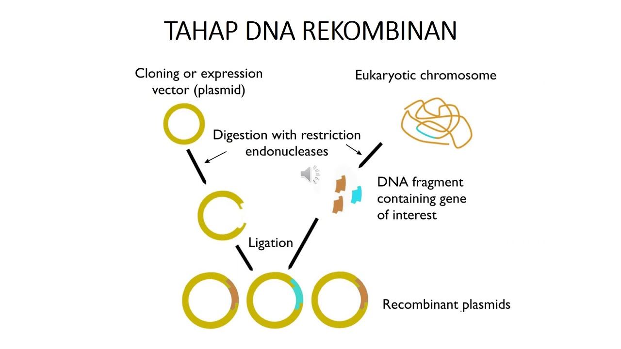 TEKNIK DNA REKOMBINAN смотреть онлайн