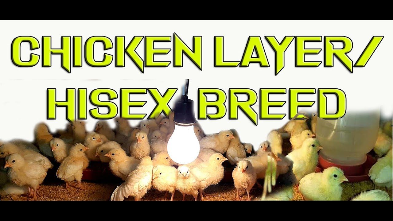 CHICKEN LAYER 🐓🥚BABY CHICKS 🐥🐤🐣 HISEX BREED смотреть онлайн