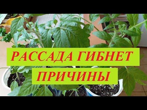 Гибнет рассада - в чем проблема? Грунт неподходящий, семена не качественные или другие причины? смотреть онлайн