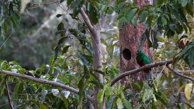 Resplendent Quetzal/Pharomachrus mocino смотреть онлайн