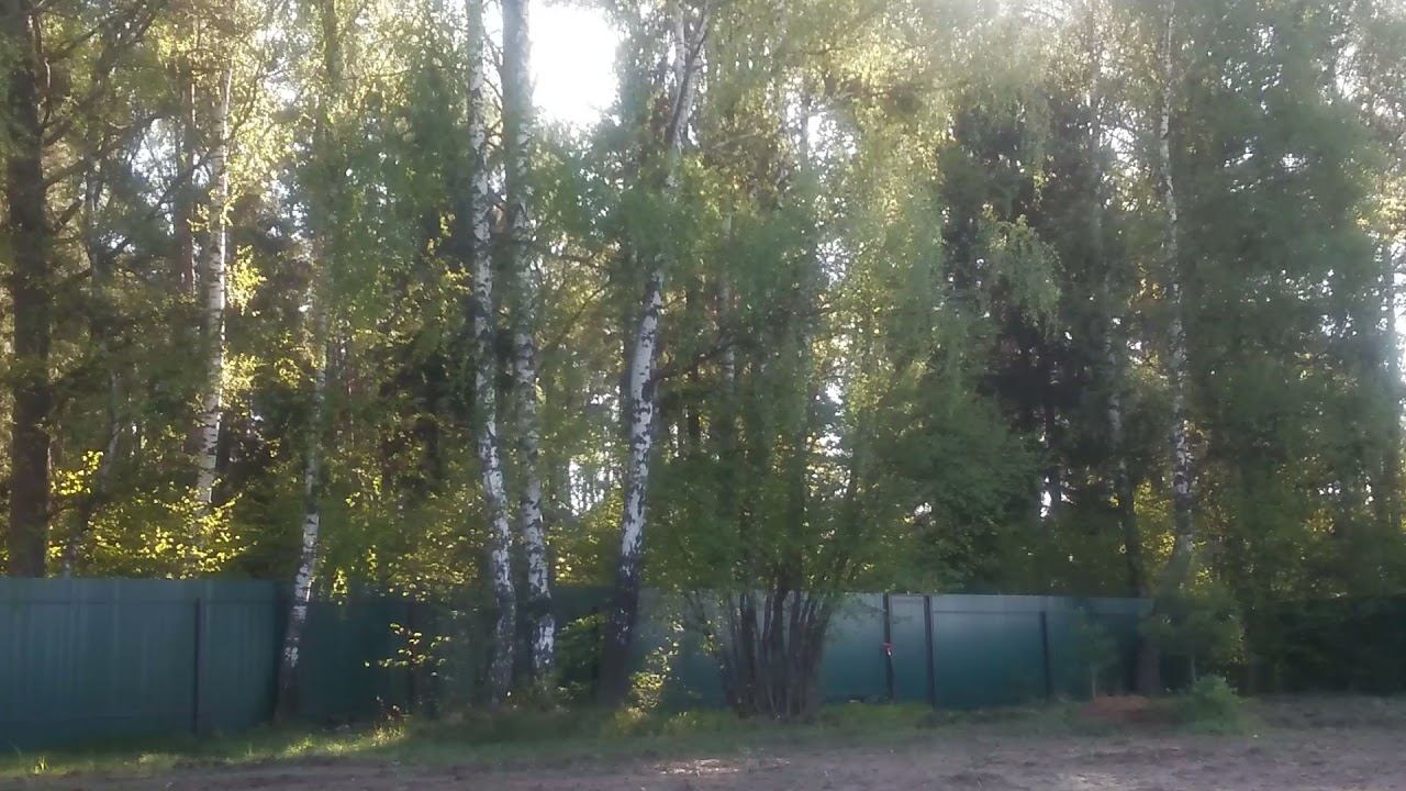 лес Птицы поют(1) смотреть онлайн