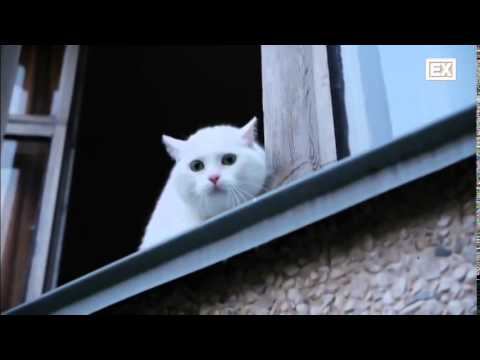 Опять котяки смотреть онлайн