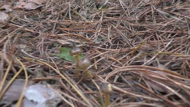 По грибы в лес в декабре! смотреть онлайн