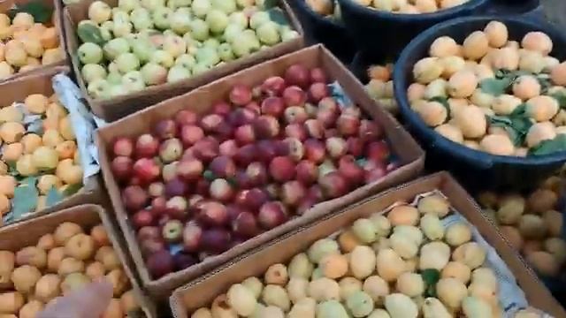 Нархи оптом картошка, пиёз ,памидор, бодирин, тарбуз , харбуза , клубник ва гелос смотреть онлайн