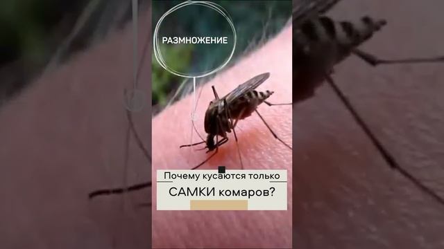 Самки комаров #shortsvideo смотреть онлайн