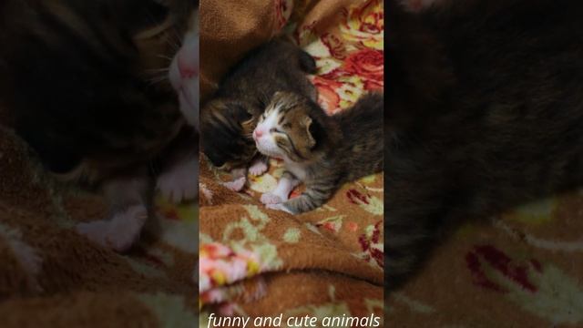 Cute little kittens😍💙💞 смотреть онлайн